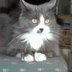 Blanding af racer Jogge