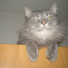 Norsk Skovkat Jaques