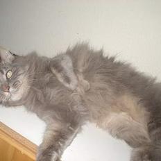 Norsk Skovkat Jaques