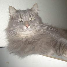 Norsk Skovkat Jaques