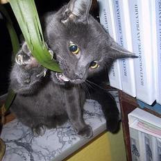 Blanding af racer ' frodo - død :'(