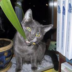 Blanding af racer ' frodo - død :'(