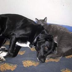 Blanding af racer ' frodo - død :'(