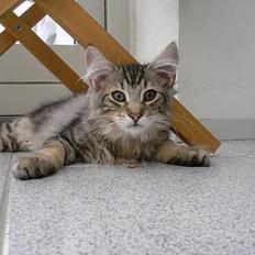 Blanding af racer Bent