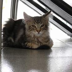 Blanding af racer Bent