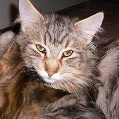 Blanding af racer Bent