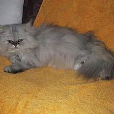 Blanding af racer Putte