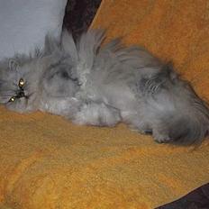 Blanding af racer Putte