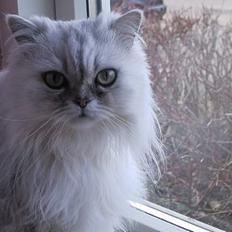 Blanding af racer Laban