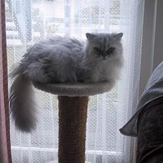 Blanding af racer Laban