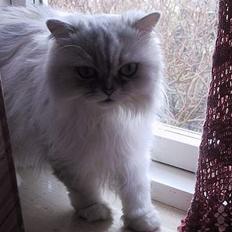 Blanding af racer Laban