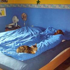 Blanding af racer Gibbi