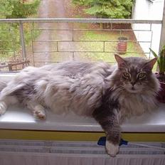 Maine Coon ( big ) DØD *R.i.p*