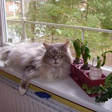 Maine Coon ( big ) DØD *R.i.p*