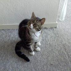 Huskat OLIVER 'GULLE'