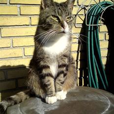 Huskat OLIVER 'GULLE'