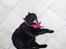 Huskat Oliver - gab..