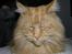 Maine Coon Løvehulen Mighty Hercules