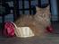 Maine Coon Løvehulen Mighty Hercules