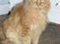 Maine Coon Løvehulen Mighty Hercules