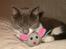 Blanding af racer Sweety - vi to venner sover 