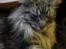 Maine Coon silver