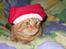 Huskat Mickey - Glædelig jul..:-)