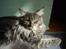 Maine Coon nightcrawler's baltazar