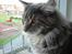 Maine Coon nightcrawler's baltazar