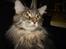 Maine Coon nightcrawler's baltazar