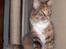 Maine Coon Boromir Madonna