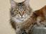 Maine Coon Ojo`s Shakira