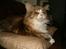 Maine Coon Mon Cherie---død--- - Har ikke tid lige nu, jeg ser TV-Avisen!