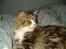 Maine Coon Mon Cherie---død---