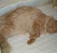 Maine Coon MAX