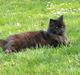 Blanding af racer Bamse - Himmelkat ??