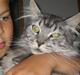 Maine Coon  Chinook Kittery poor boy