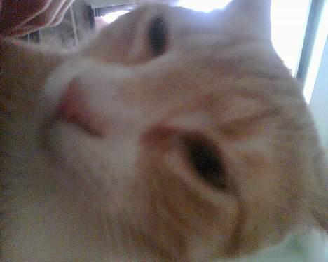 Huskat Rita (misse lange hale) - Det er godt nok tæt på: billede 7