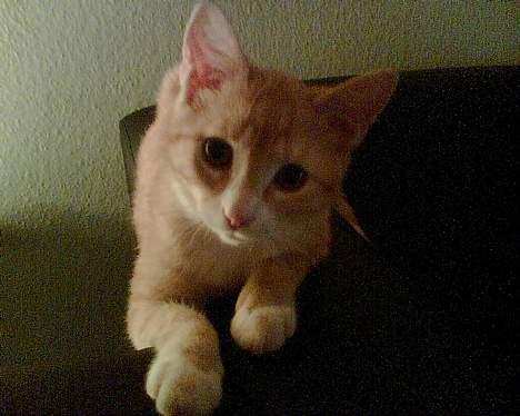 Huskat Rita (misse lange hale) - hvad er det du har der? billede 8