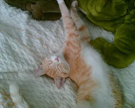 Huskat Rita (misse lange hale) - Jeg skal nok stå op nu? billede 9