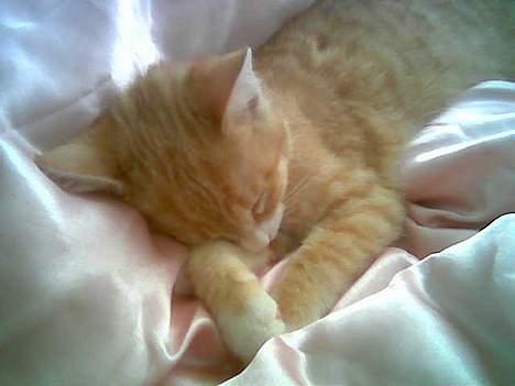 Huskat Rita (misse lange hale) - Gå væk mor jeg sover jo.. billede 10