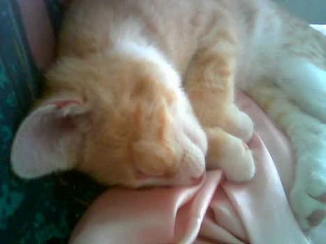 Huskat Rita (misse lange hale) - Hvor kan jeg sove længe! billede 11