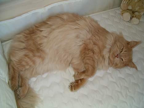 Maine Coon MAX billede 1