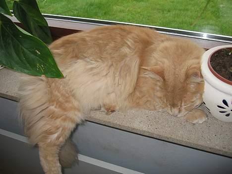 Maine Coon MAX billede 2