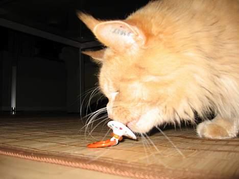 Maine Coon MAX - Annas sutter kan jeg ikke modstå.... billede 3