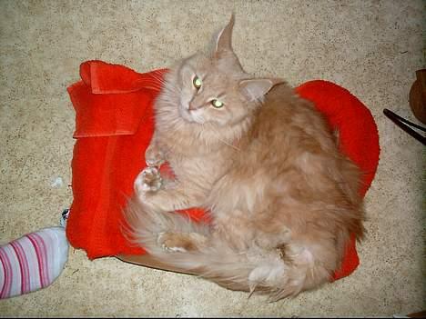 Maine Coon MAX - en meget ung Max billede 4