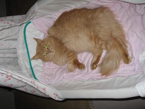 Maine Coon MAX billede 5