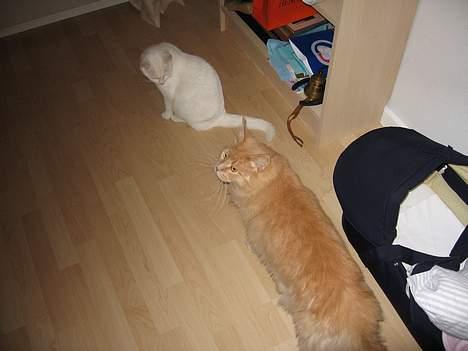 Maine Coon MAX billede 6