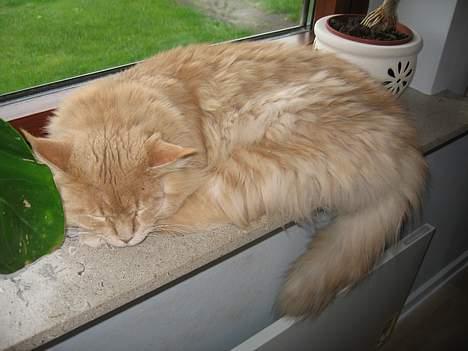 Maine Coon MAX billede 7