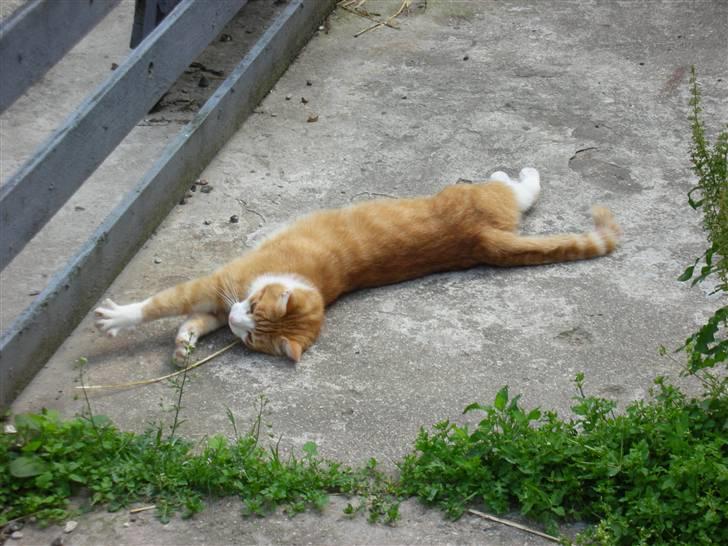 Blanding af racer Filur - hva d??? en mus billede 5